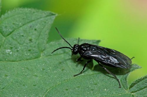 Phymatocera aterrima